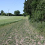 Ein wenig bewachsener Streifen zwischen einer Ackerfläche und Wald