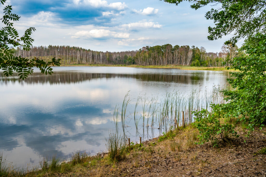 Blick aus dem Wald auf einen See