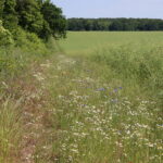 Grüne Wiese zwischen Wald und Ackerfläche mit zahlreichen weißen und blauen Blüten