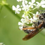Eine Sandbiene sitzt auf einer weißen Blüte