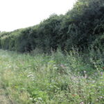 Wiesen-Streife mit zahlreichen hoch wachsenden Blumen an engt stehenden Bäumen