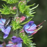 Ein Käfer sitzt auf einer violetten Blüte © Florian Lauer