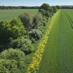 Breiter Streifen mit zahlreichen Bäumen und Wiese trennt grüne Ackerflächen; Wald im Hintergrund
