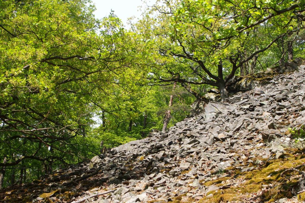 Slide image