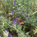 Ein Schmetterling sitzt auf einer violetten Blume auf einer Wiese