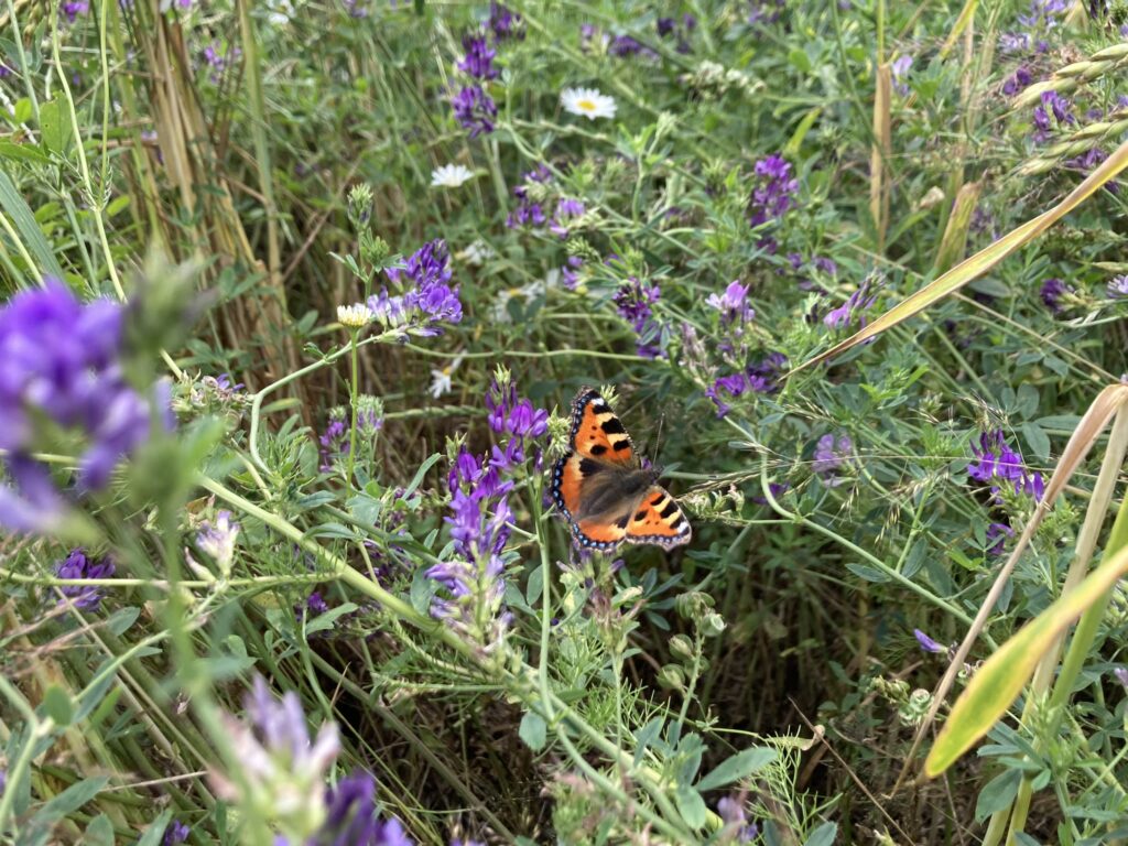 Ein Schmetterling sitzt auf einer violetten Blume auf einer Wiese