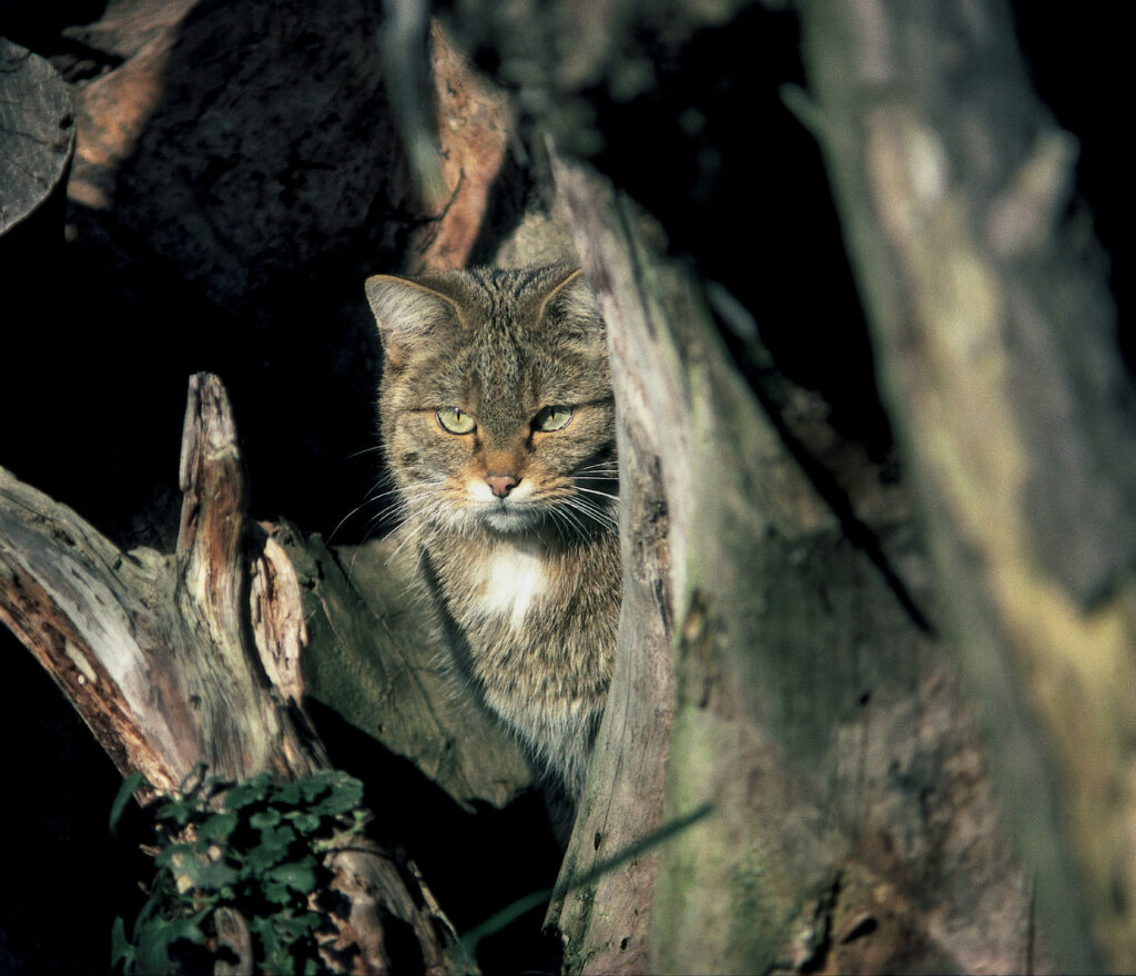 Slide image