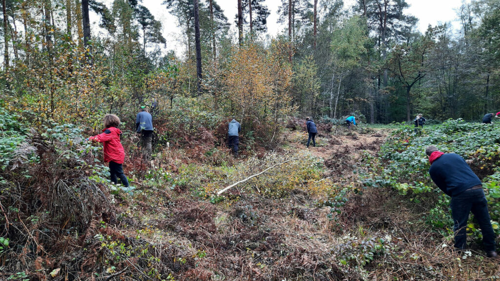 Mindestens 8 Personen sind zu sehen, die eine verbuschte Fläche im Wald von innen nach außen freischneiden.