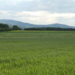 In Abwechslung grüne Wiesen-Streifen und Ackerflächen; im Hintergrund Bäume und etwas sichtbare Hügel am Horizont