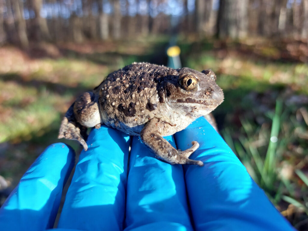 eine Kröte sitzt auf einer blau-behandschuhten Hand und schaut großäugig in die Sonne