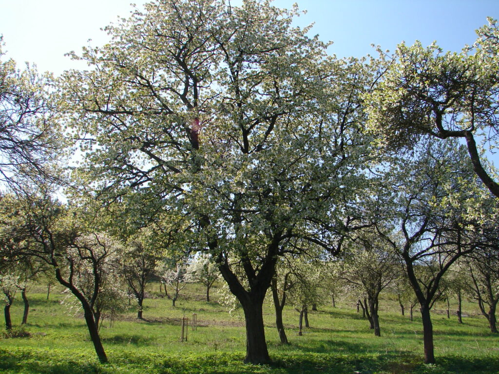 eine Wiese mit blüheden Obstbäumen bei Sonnenschein
