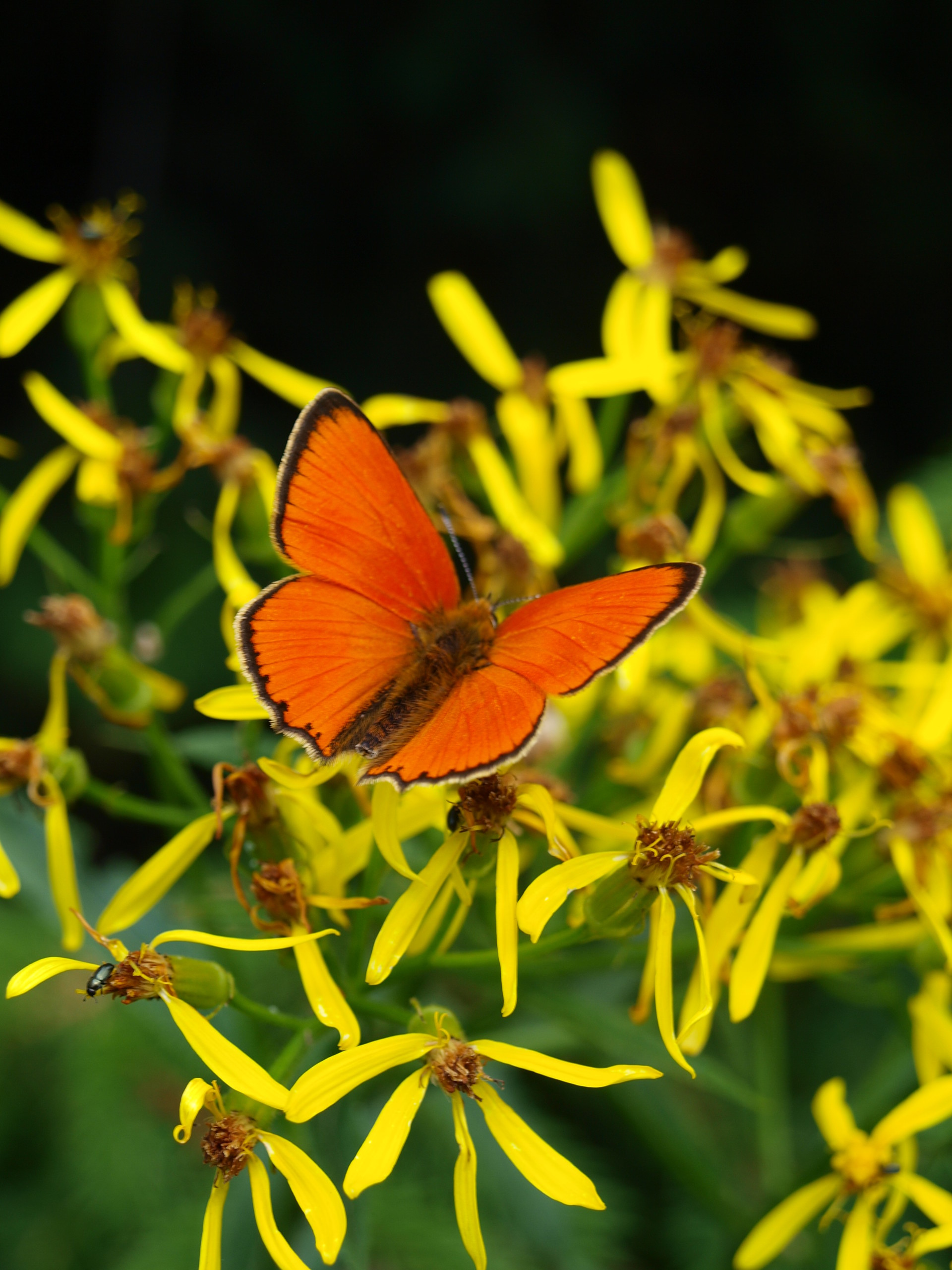 Ein oranger Schmetterling mit schwarz gerandeten Flügeln sitzt auf einer gelben Blüten-Dolde.