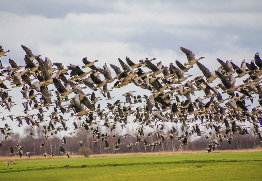 Eine riesige Gruppe an Gänsen hebt von einer Wiese ab.
