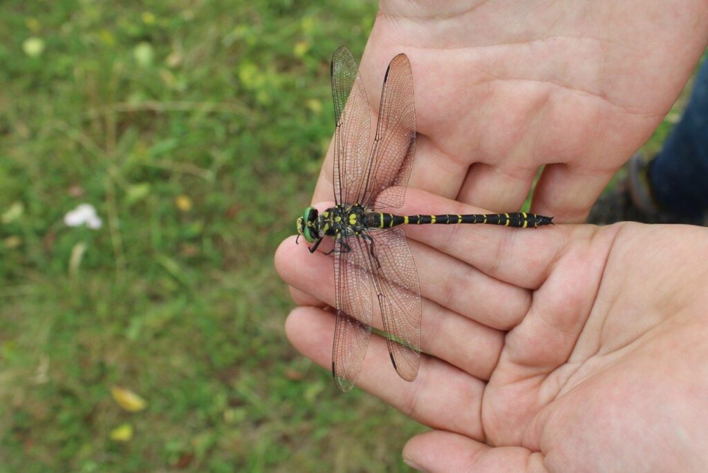 Ein Libelle sitzt auf zwei geöffneten Händen.