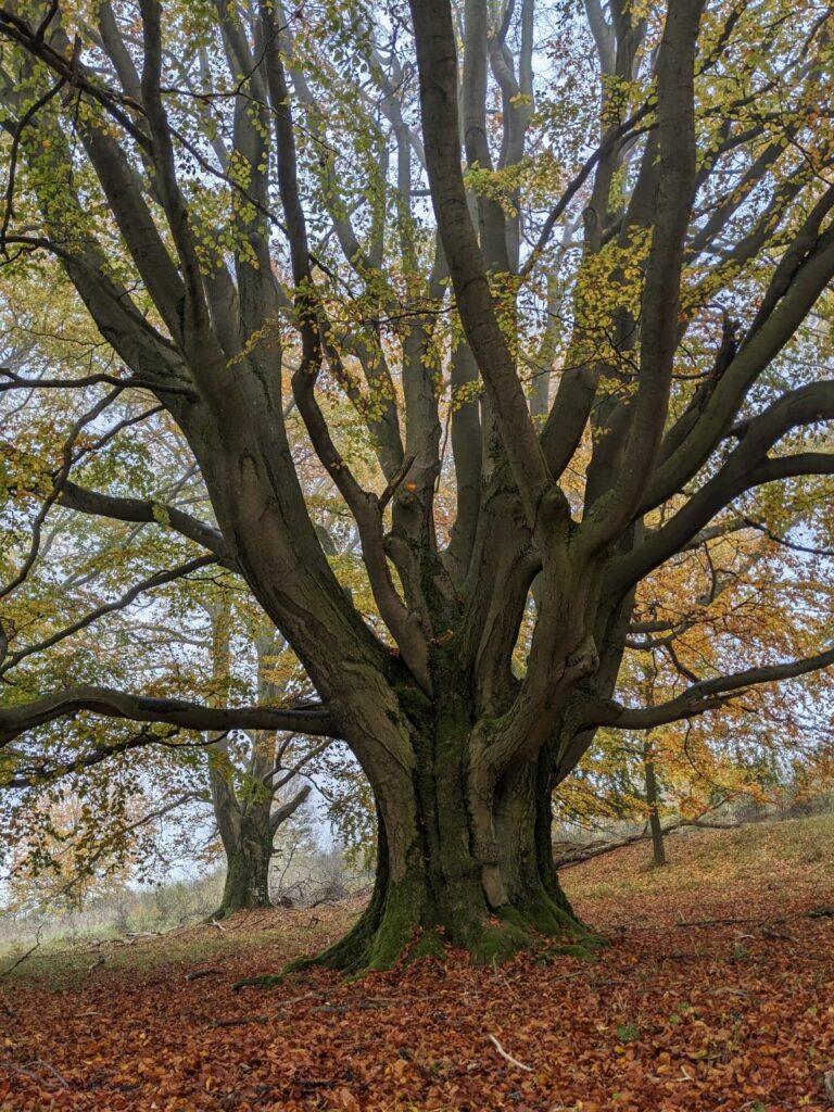 Ein sichtbar alter Baum mit vielen dicken Ästen. Die Äste setzen hutebaum-typisch relativ niedrig am Stamm an.