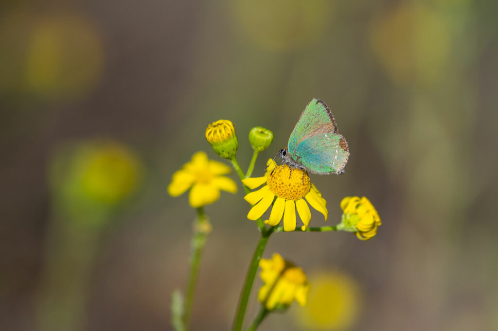 Ein blau-grüner Schmetterling sitzt auf einer Blüte.