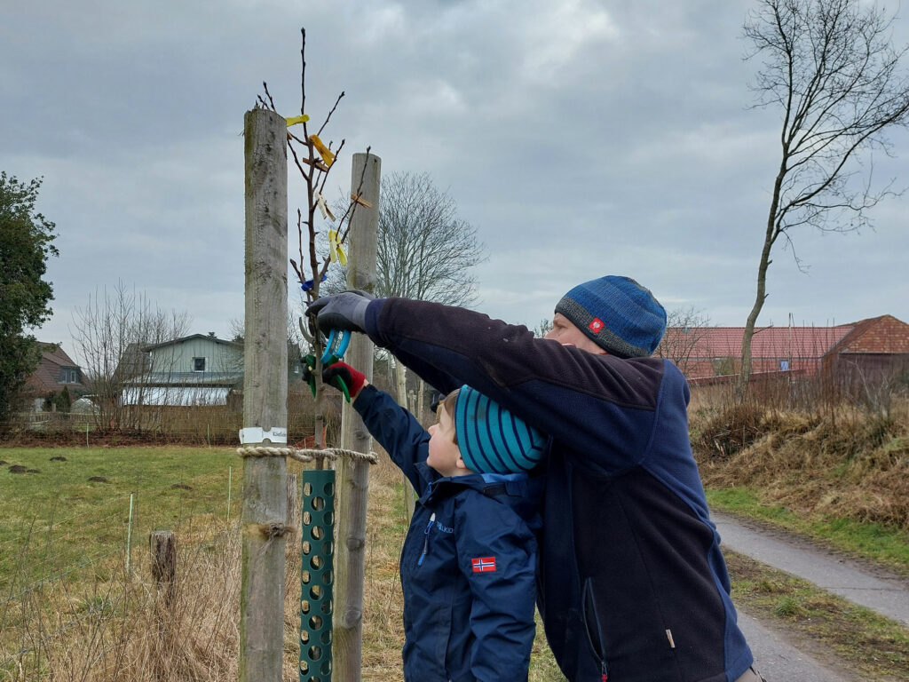 ein Erwachsener und ein Kind beschneiden gemeinsam einen jungen Baum
