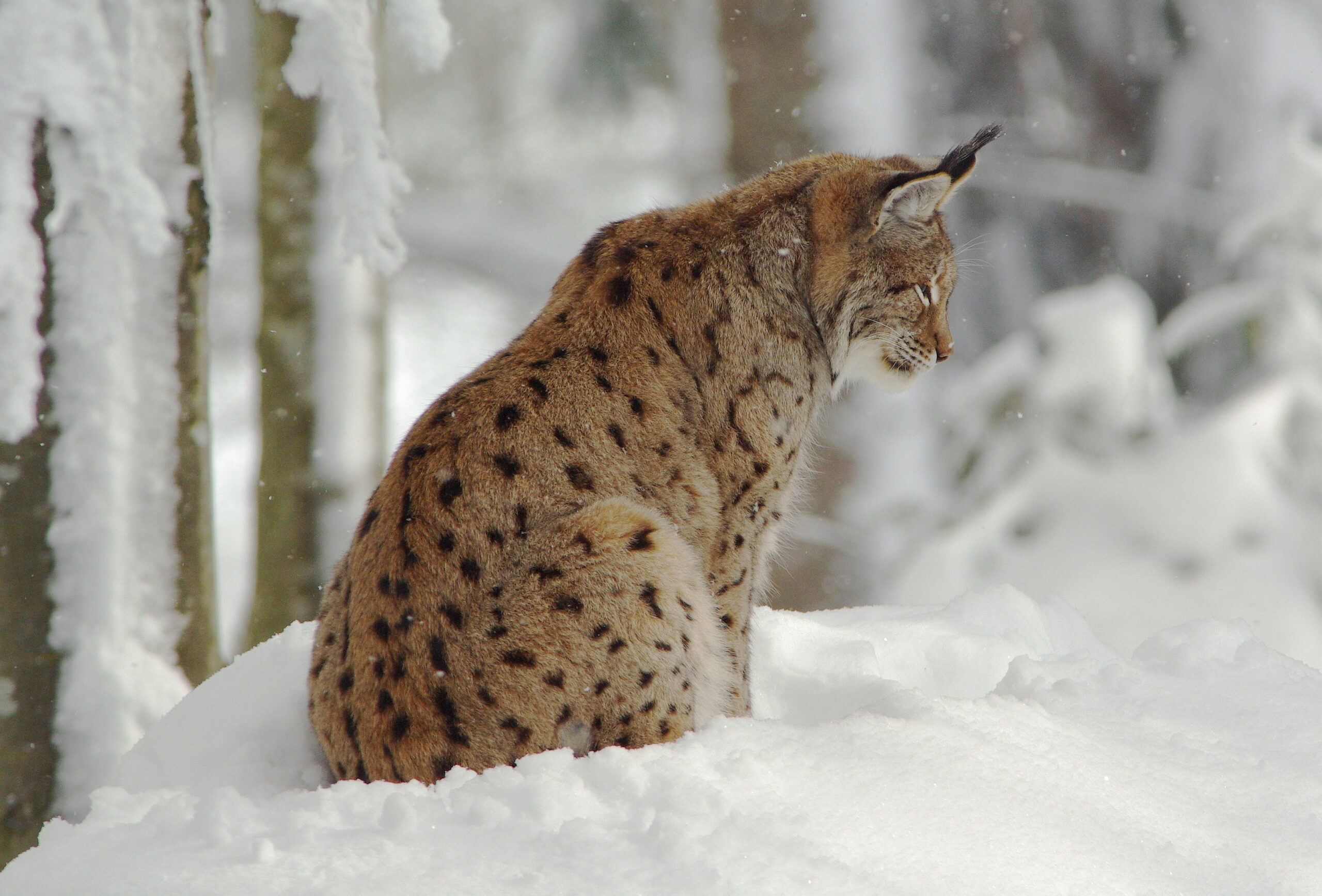 Ein Luchs sitzt im Schnee. Er hat braun-oranges Fell mit dunklen Flecken und eindrucksvolle Fellpuschel an den Ohren.