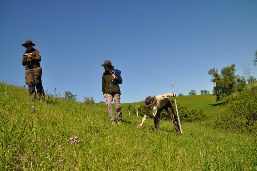 Drei Personen stehen verteilt auf einer Wiese in hügeliger Landschaft. Sie begutachten die Wiesengewächse.