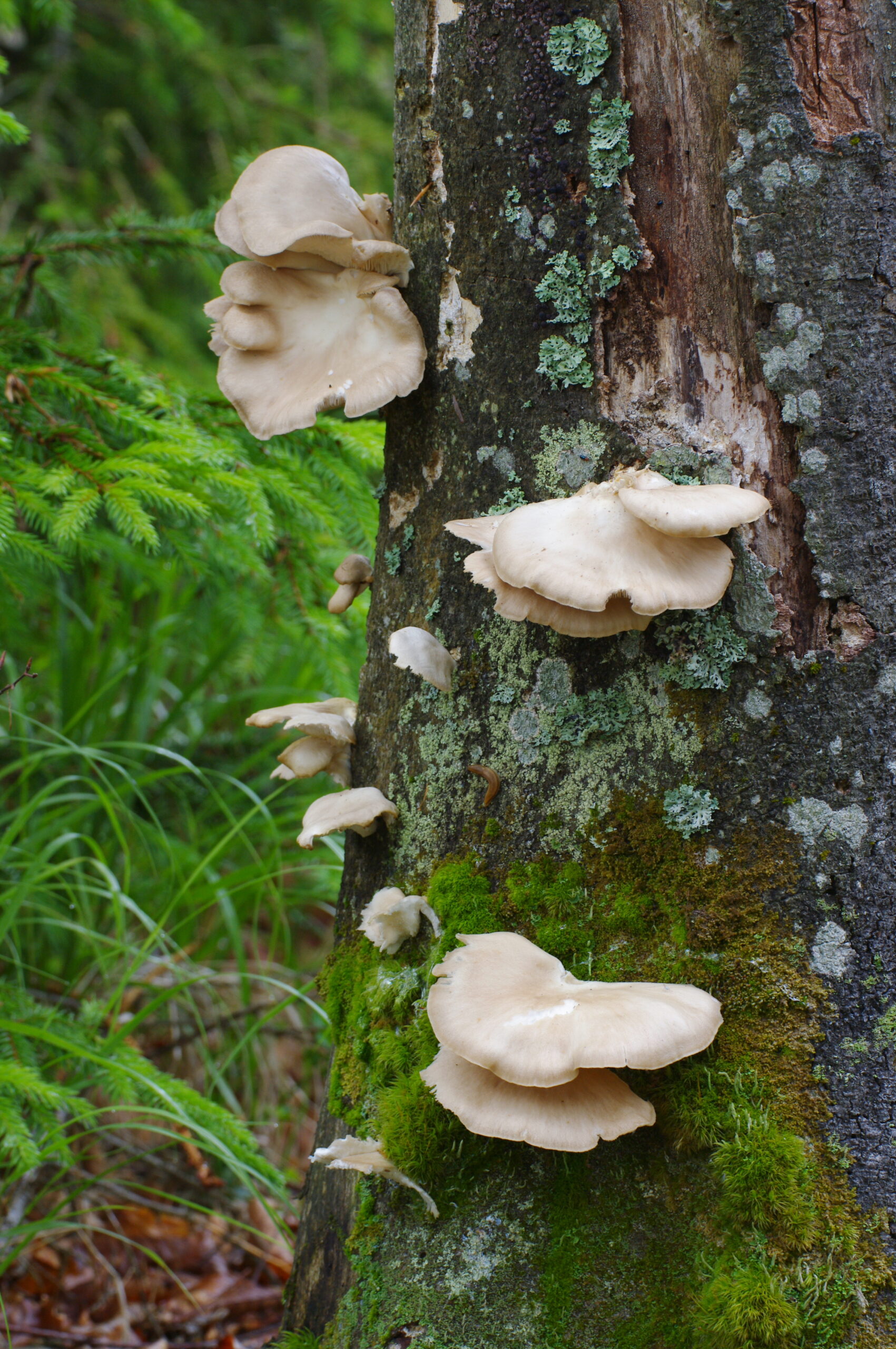 In Sachen Pilze und Insekten gilt der Bayerwald als Hotspot der Biodiversität. Grundlage dafür ist auch der hohe Totholzanteil.