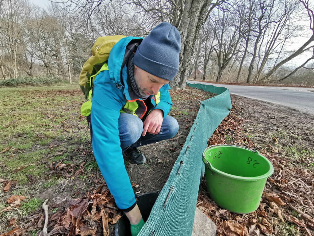 Eine Person hockt auf dem Boden hinter einem Amphibienzaun an der Straße und greift in den Auffangbehälter. Neben ihm steht ein grüner Eimer.