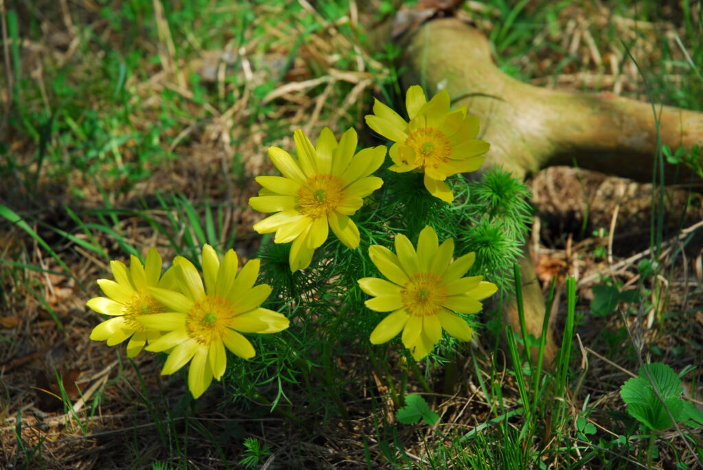 Slide image