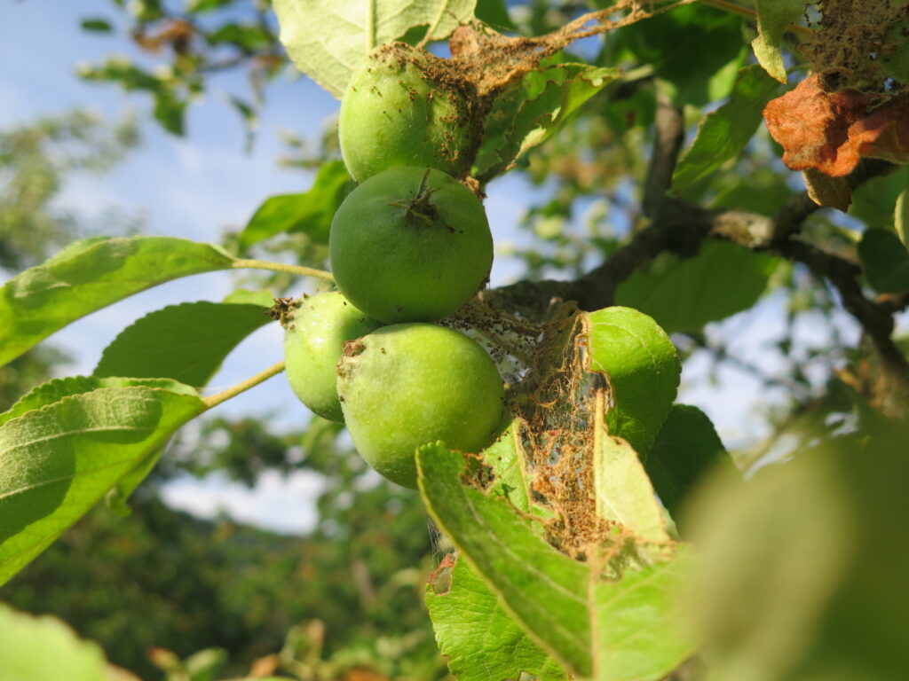 Streuobstwiese Äpfel