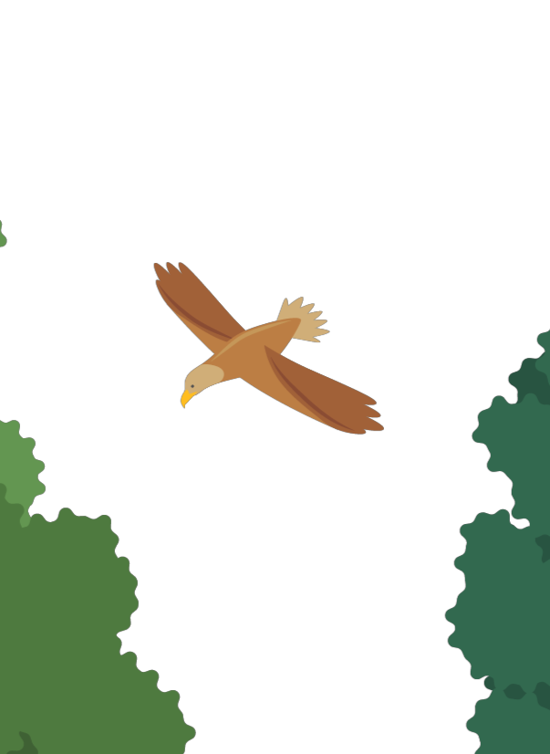 Ein Adler kreist über Baumwipfel.