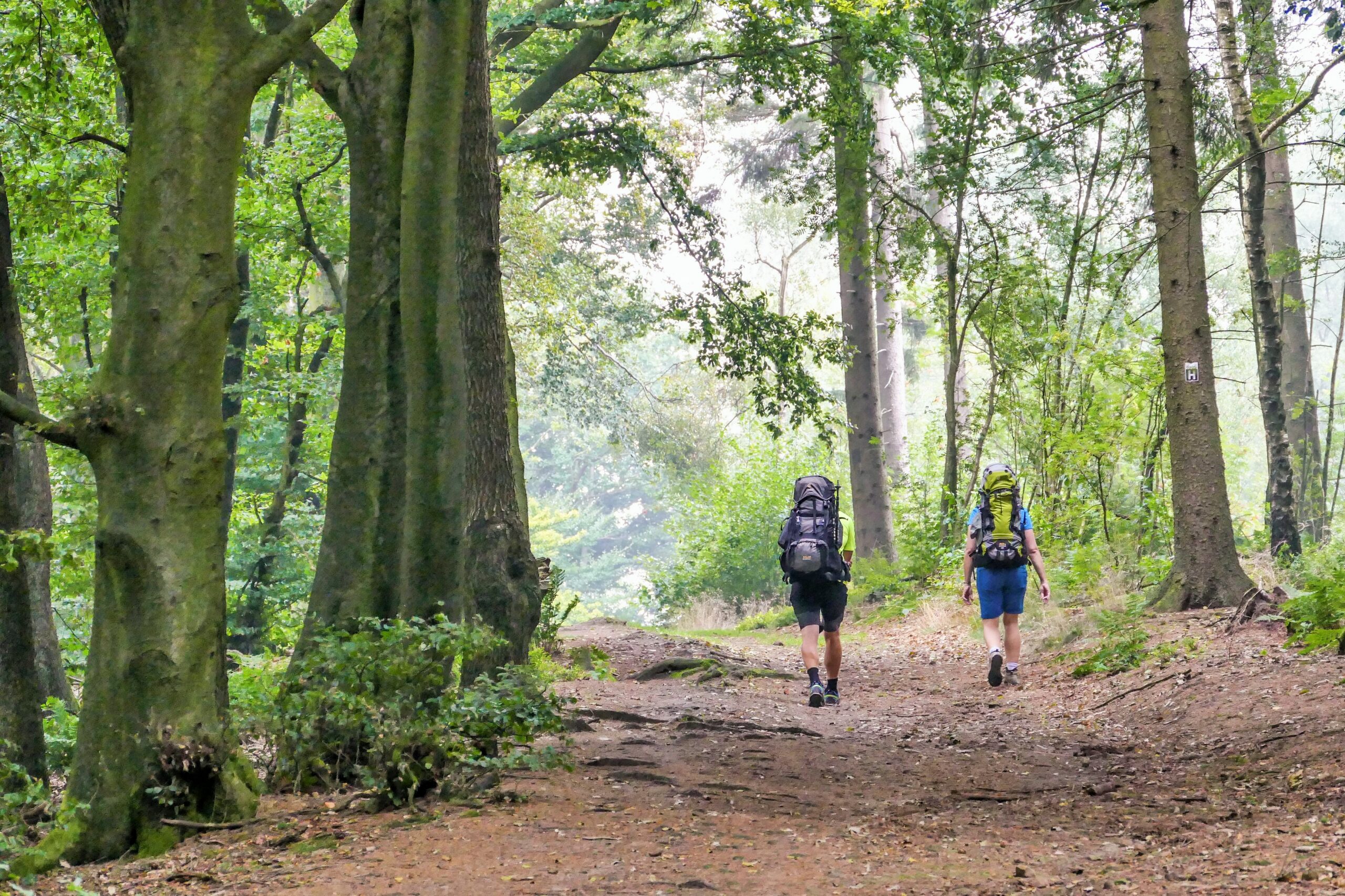 Zwei Wanderer mit großen Rucksäcken von hinten. Sie laufen durch einen Buchenwald.