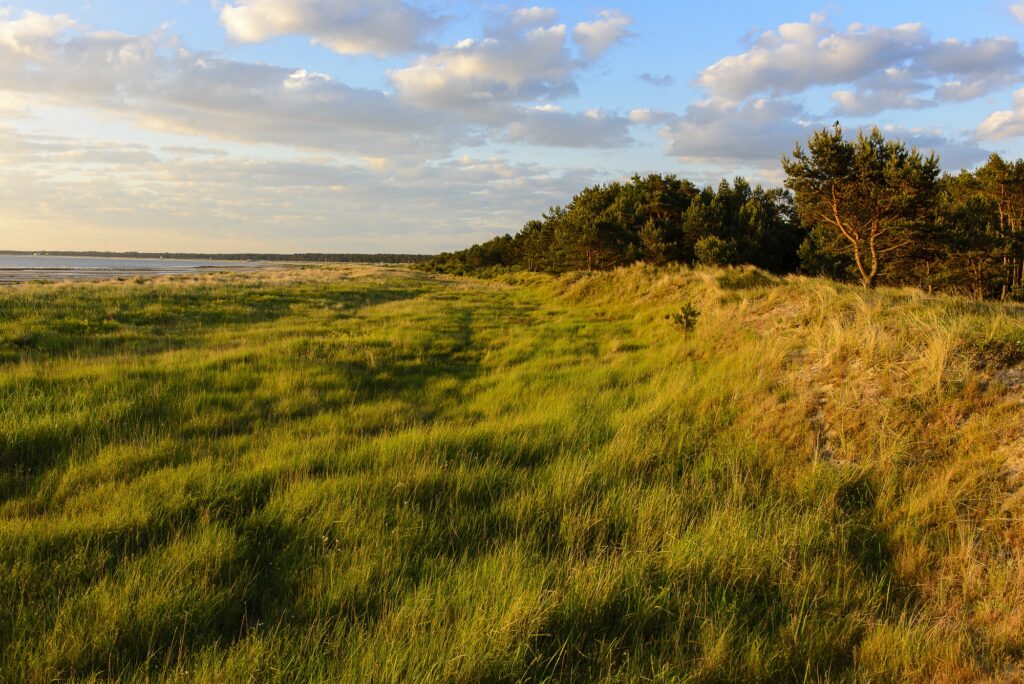Dünenlandschaft auf Hiddensee in der Abendsonne. Das Gras wiegt sich und die Kiefern werden in warmes Licht getaucht.