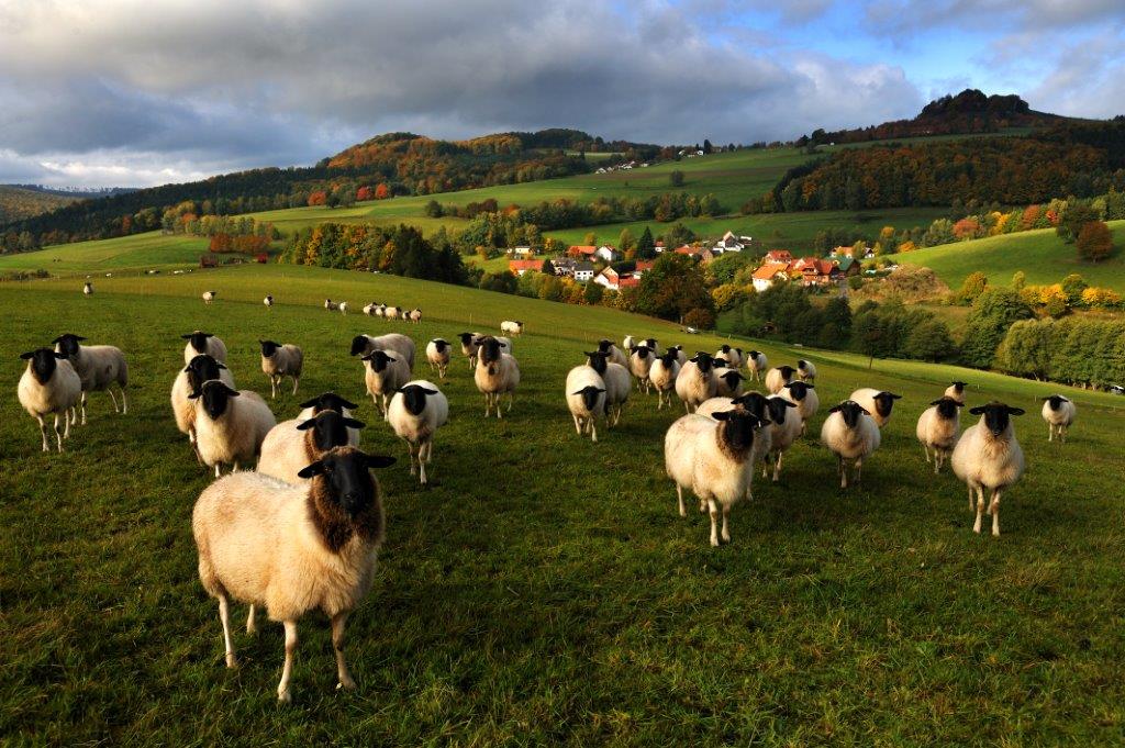 Eine Herde Schafe mit weißem Fell und schwarzen Gesichter blickt interessiert in die Kamera.
