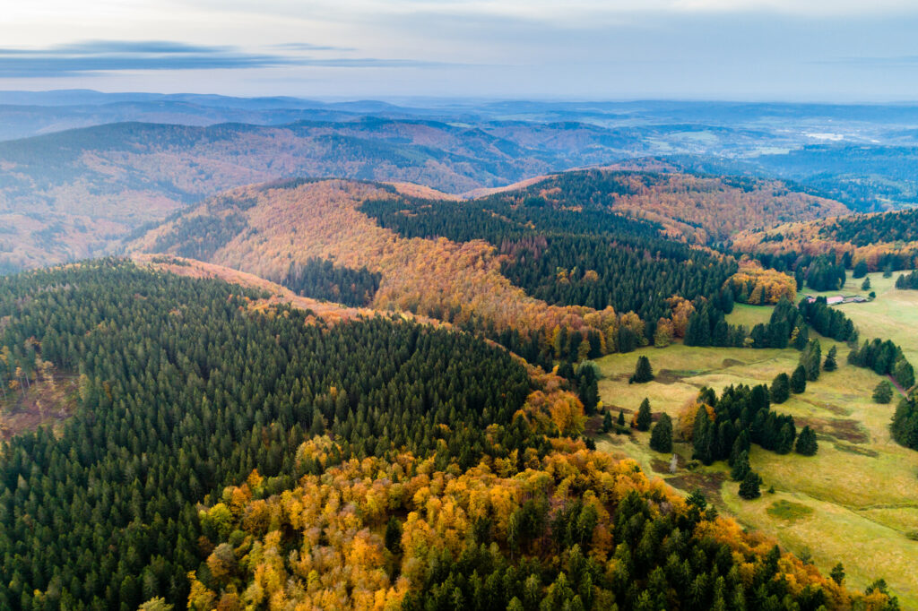 Blick über eine Wald- und Hügellandschaft im Herbst. Der Wald ist gescheckt: Die Nadelbäume sind grün, die Laubbäume bereits rostfarben.