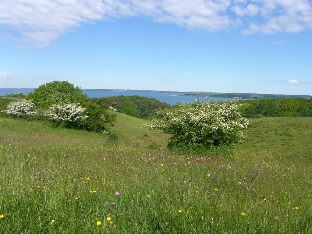 Eine hügelige Wiese mit Blick auf die Ostsee blüht weiß, gelb und rosa.