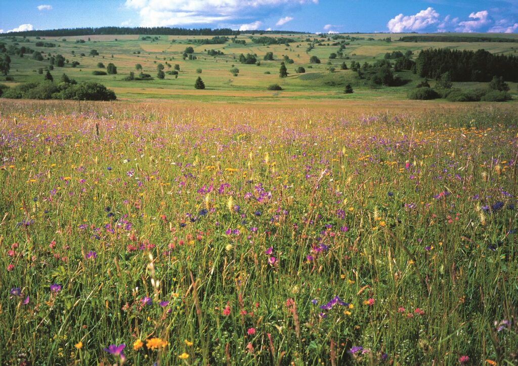 Bunte Bergwiese und weite Sicht auf Felder