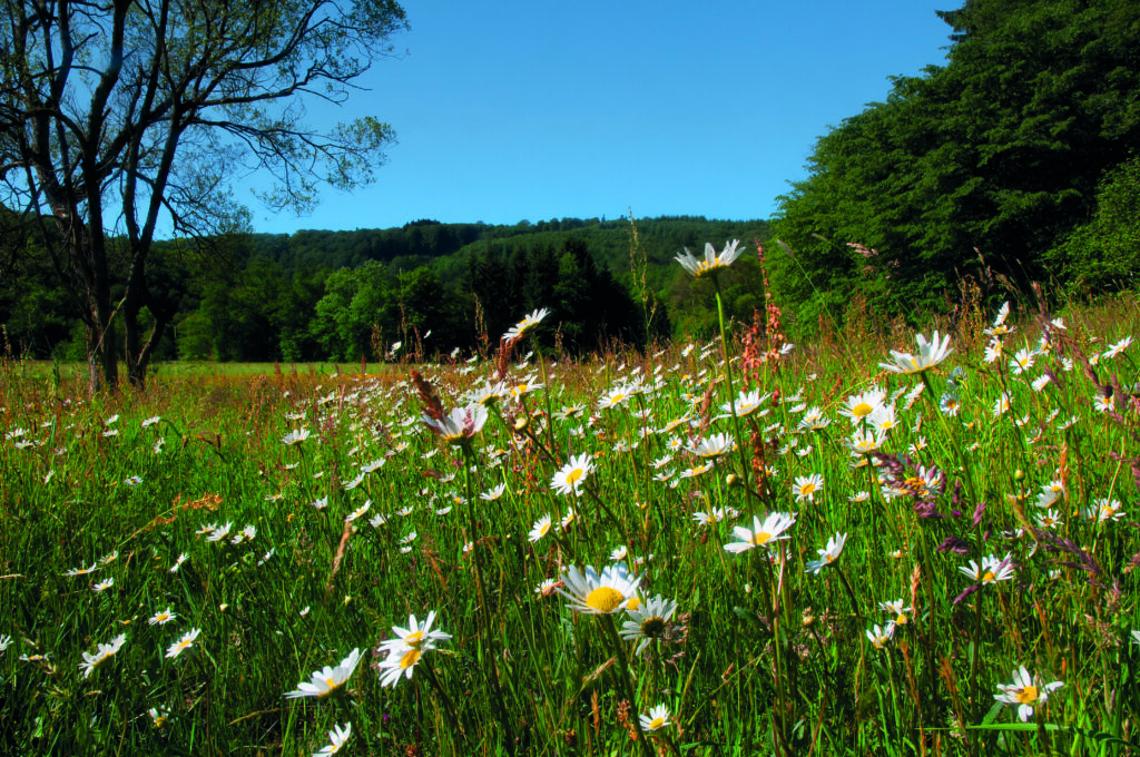 Eine Blumenwiese