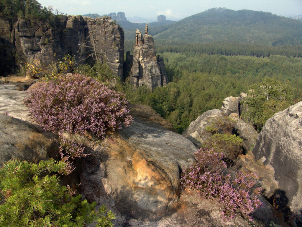 Blick auf die Brosinnadel, ein schlanker Felsturm aus Sandstein der Teil der Affensteine ist. Im Vordergund sind auf den Felsen wachsendes Heidekraut und Kiefern sichbar.