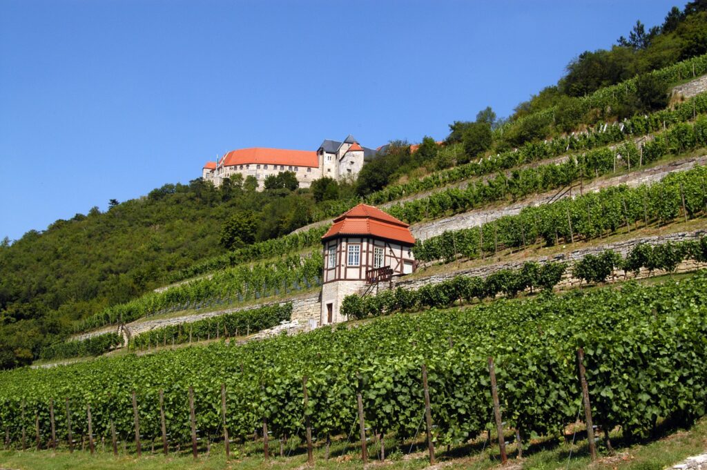 Ein mehrstöckiger Hang mit Weinreben. Auf dem Berg steht eine Burg.