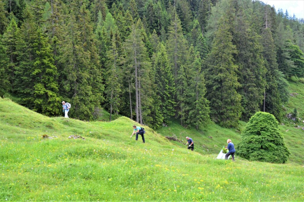 Menschen in gebückter Arbeitshaltung auf Bergwiese mit Wald im Hintergrund