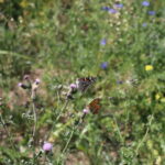 Schmetterlinge auf Distelblüten in einer Wiese