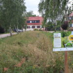 Artenreiche Wiese mit einigen Bäumen umgeben von Straße und Haüsern; Infoschild im Vordergrund