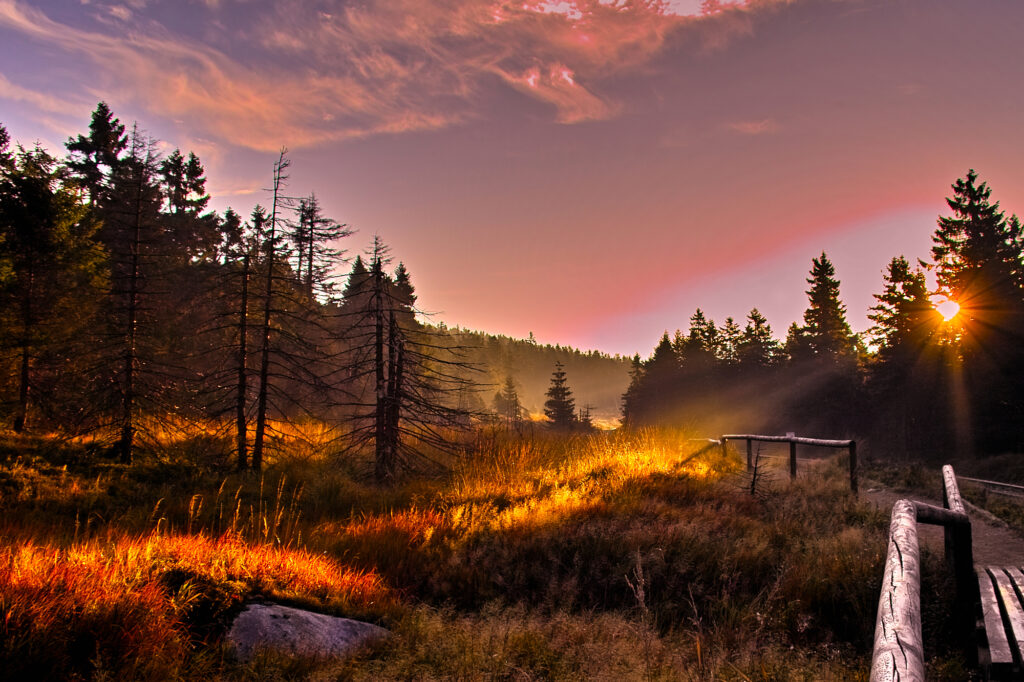 ein Weg führt an Wiese und Wald vorbei, die von der Abendsonne in warmes Licht getaucht werden
