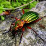 Bunt schillernder Käfer mit gestreiftem Rücken auf einem Stein
