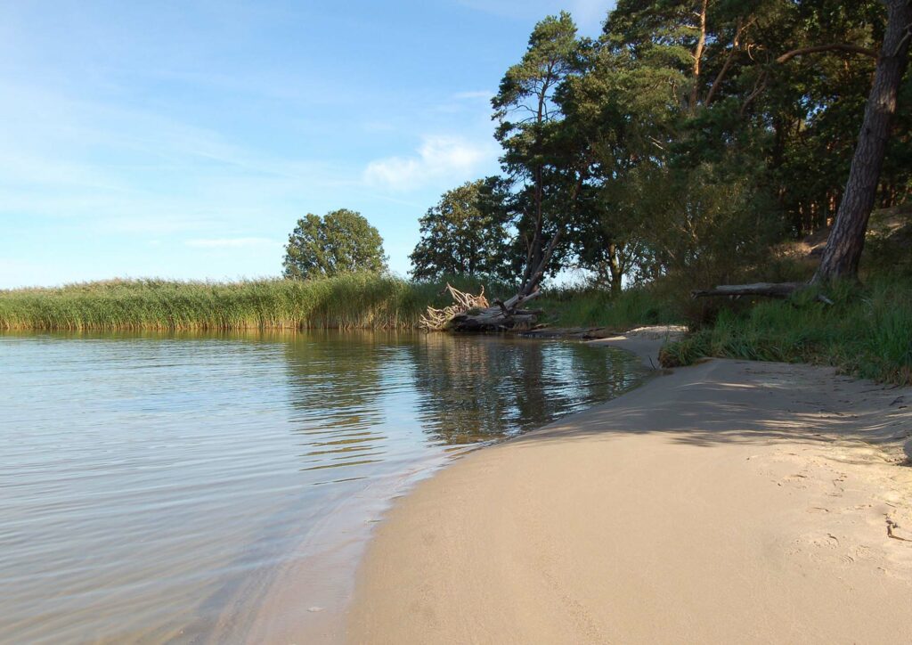 Die sandige Haffküste zwischen Waldflächen und Wasser