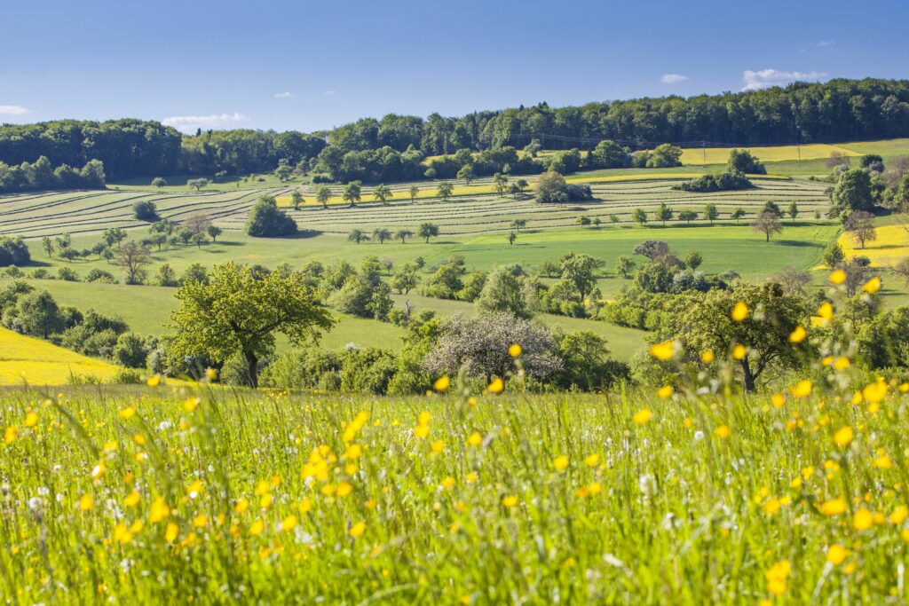 Weiter Blick auf schone Kulturlanschaft. Im Vordergrund Wiese mit gelben Blüten, dahinter sind Hügel und Felder mit (Obst-)Baumreihen sichtbar.