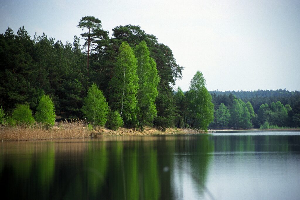 Ein großer See liegt in einem Wald