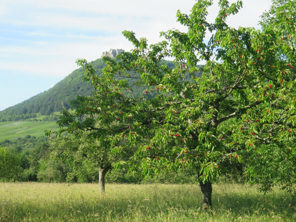 Kirschbäume auf Obststreuwiese