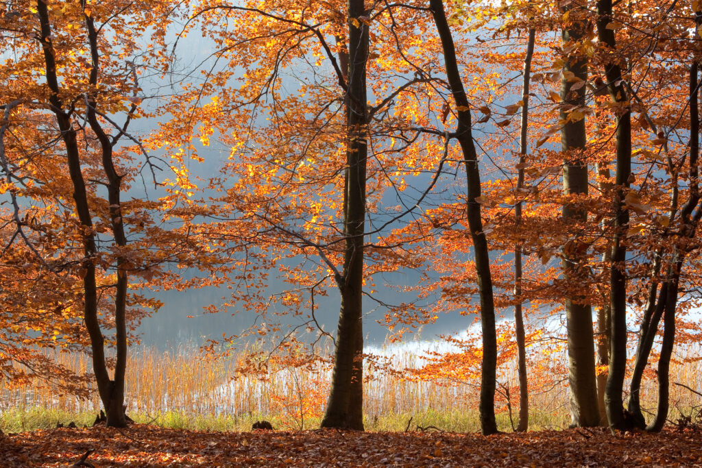 Fünf Buchen stehen am Ufer eines Sees. Das Laub der Buchen ist herbstlich gefärbt.