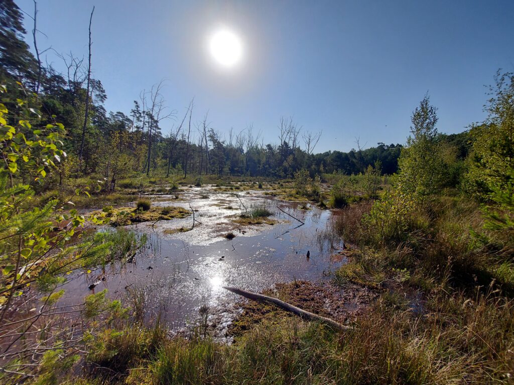 Ein Moor im Gebiet Eierpeiler Ost im Naturpark Niederlausitzer Landrücken