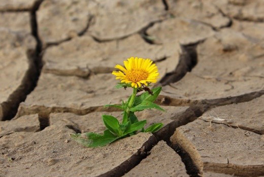 Gelbe Blume auf sehr ausgetrocknetem Boden