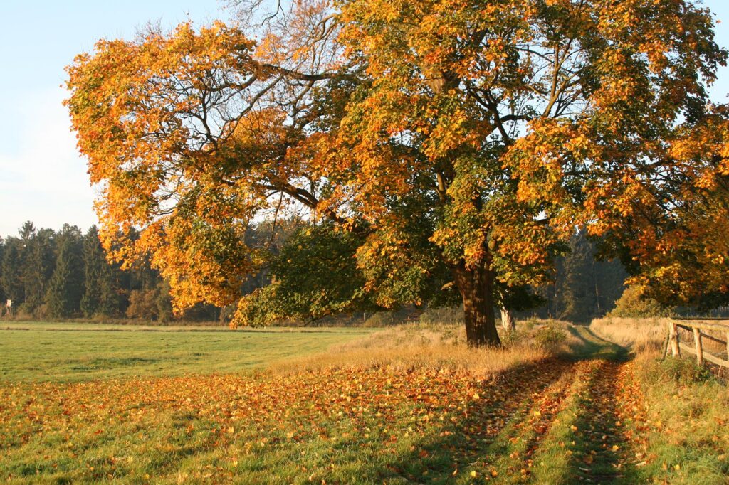 Am Wiesenrand steht ein großer Baum mit orangen Herbstlaub. Am Baum führt ein Weg vorbei.
